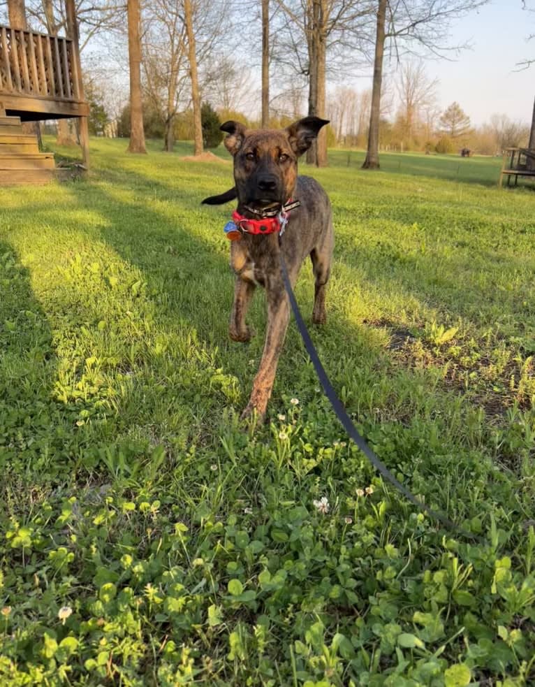 Roscoe, a German Shepherd Dog and Boxer mix tested with EmbarkVet.com