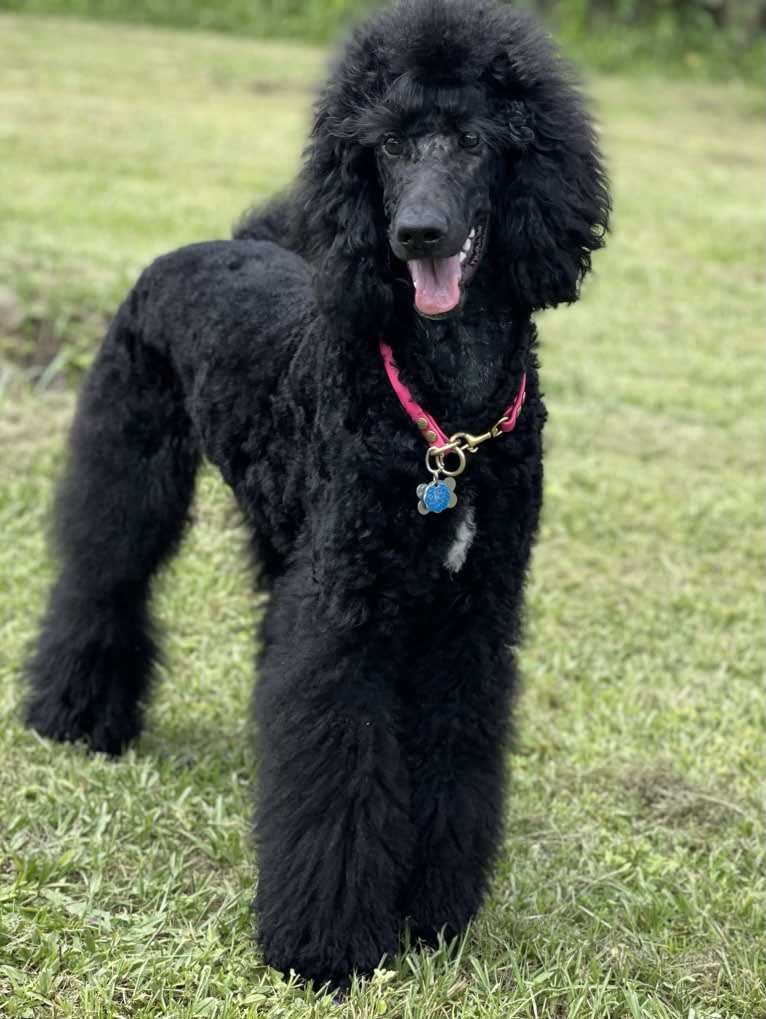 Soki, a Poodle (Standard) tested with EmbarkVet.com