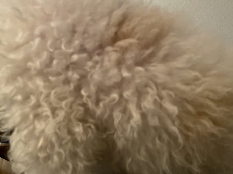 Pax, a Poodle (Small) and Cocker Spaniel mix tested with EmbarkVet.com