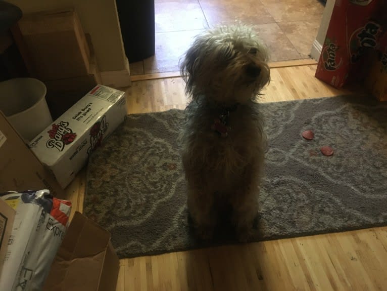 Ginger, a Poodle (Small) and Yorkshire Terrier mix tested with EmbarkVet.com