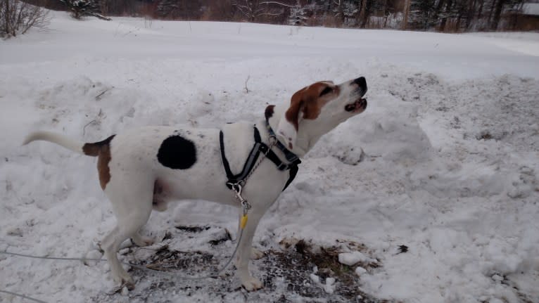 Little Joe, aka "Scar Face,"  Our #1 Hound Dog, a Treeing Walker Coonhound tested with EmbarkVet.com