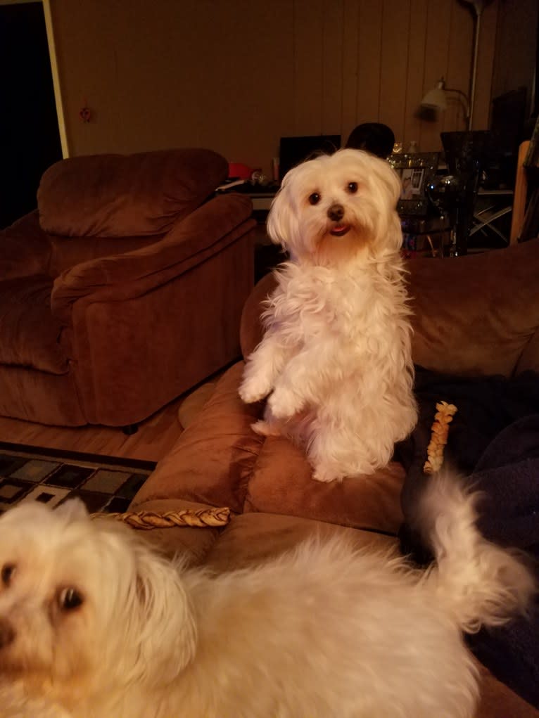 Oden, a Maltese tested with EmbarkVet.com