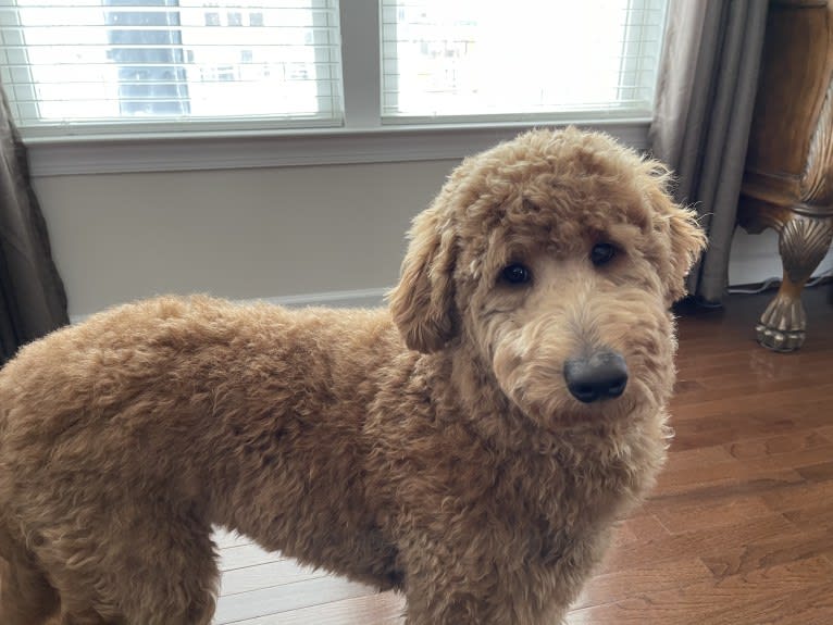 Pharaoh, a Goldendoodle tested with EmbarkVet.com