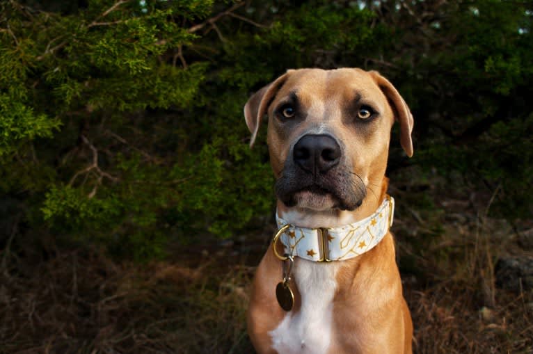 Lucian, an American Pit Bull Terrier and Rat Terrier mix tested with EmbarkVet.com