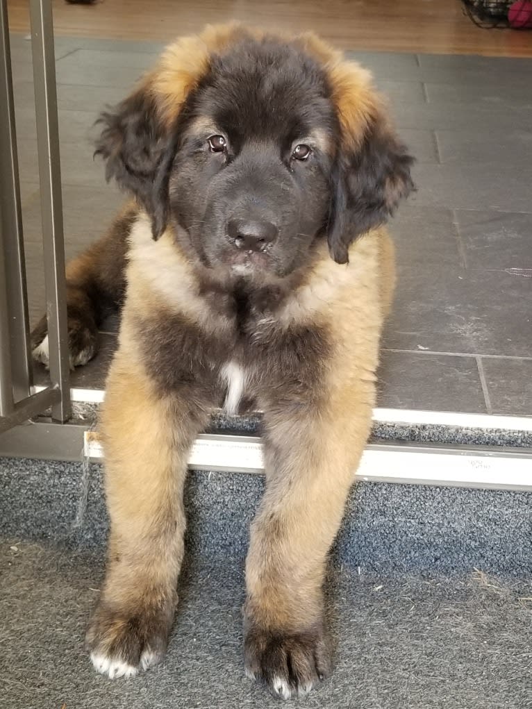 Kamenah's Only For the Brave of Heart "Jasiri", a Leonberger tested with EmbarkVet.com