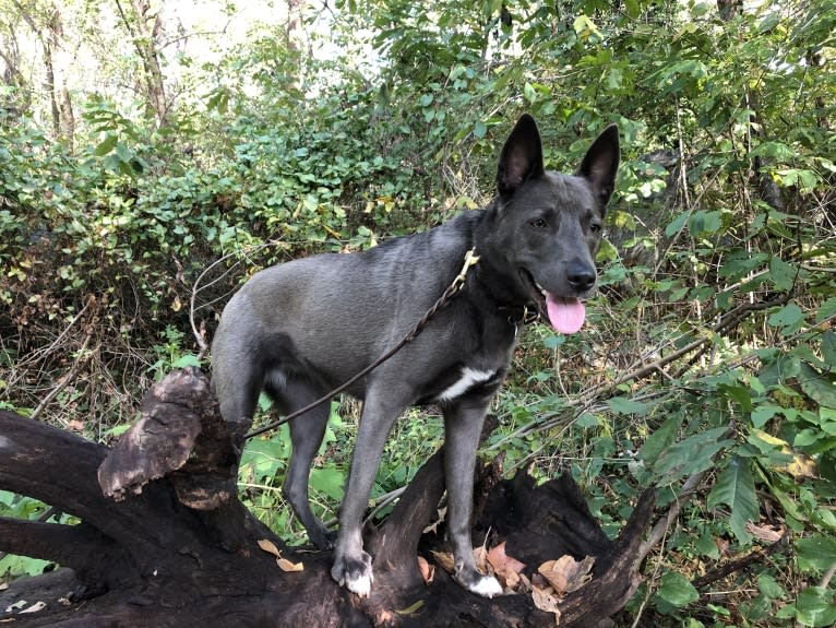 Olive, a German Shepherd Dog and Siberian Husky mix tested with EmbarkVet.com