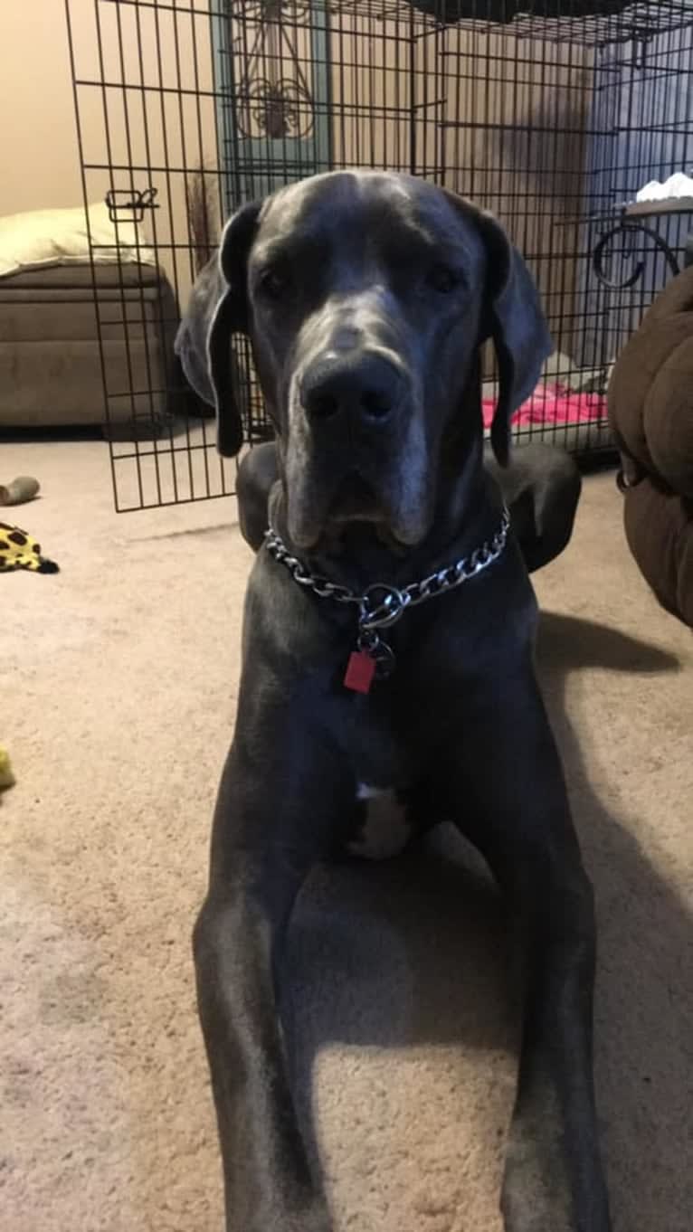 Zane, a Great Dane tested with EmbarkVet.com