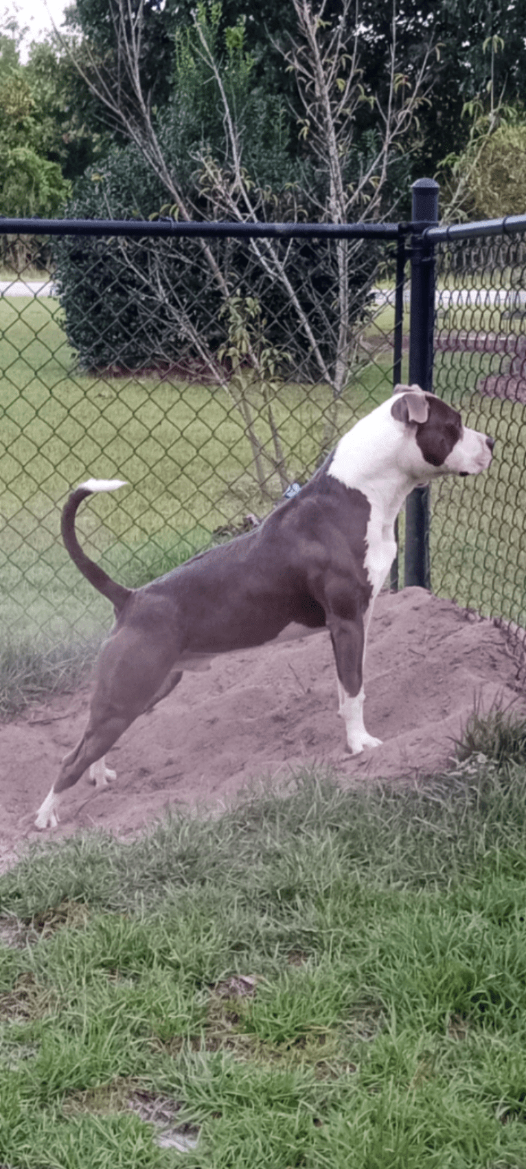 "X" (Dmx), an American Pit Bull Terrier tested with EmbarkVet.com