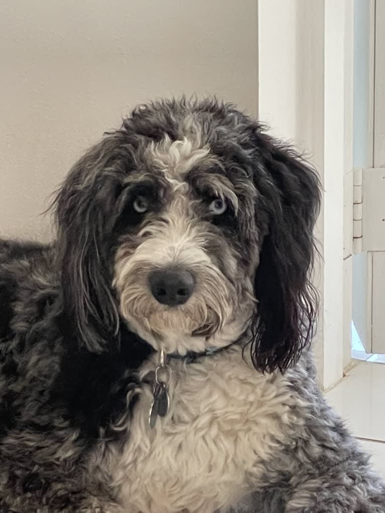 Obi1, an Aussiedoodle (6.3% unresolved) tested with EmbarkVet.com