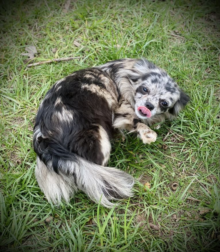 Cookie, a Chihuahua tested with EmbarkVet.com