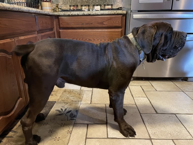 Cade, a Cane Corso tested with EmbarkVet.com