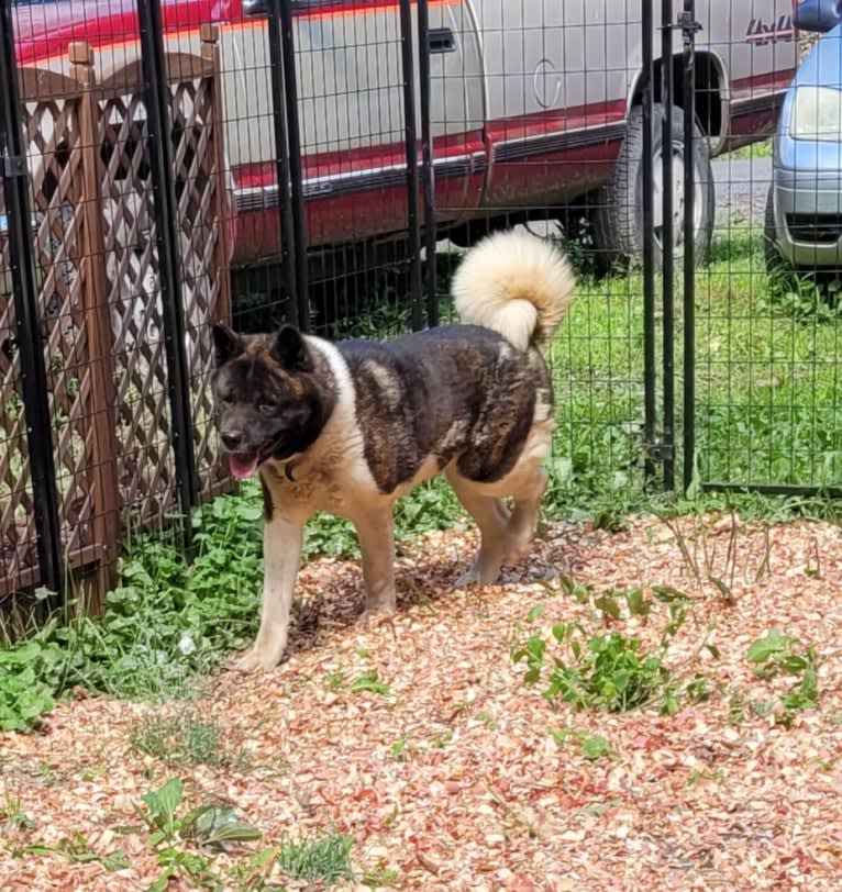 Casey, an Akita tested with EmbarkVet.com