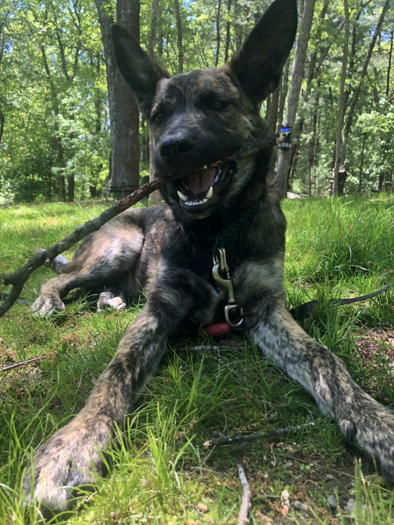 Kona, a Siberian Husky and German Shepherd Dog mix tested with EmbarkVet.com