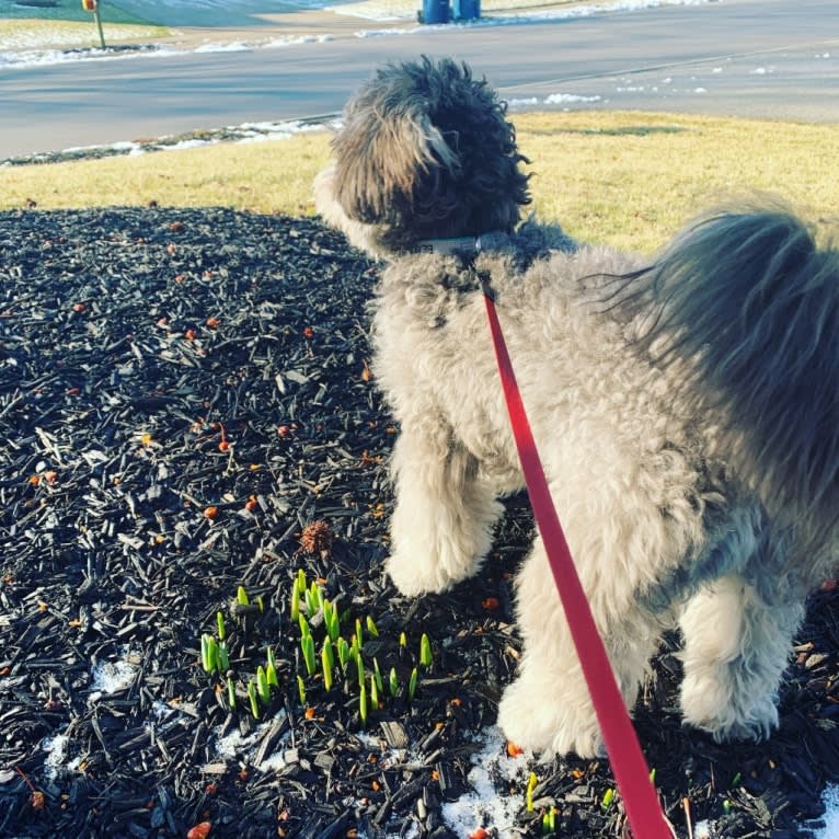 Bear, a Poodle (Small) and Shih Tzu mix tested with EmbarkVet.com