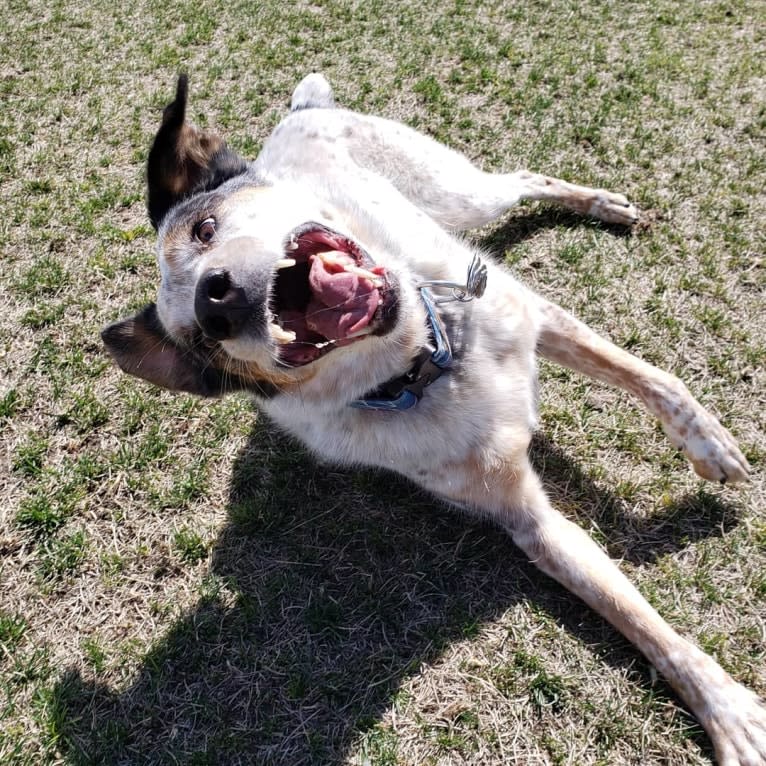 Gem, an Australian Shepherd and German Shepherd Dog mix tested with EmbarkVet.com