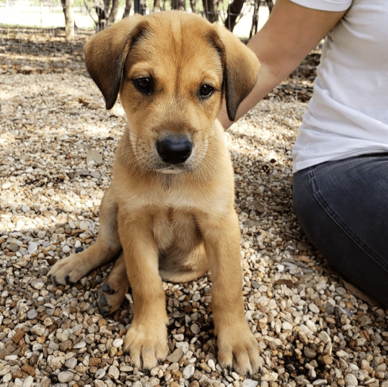 Riggins, a Labrador Retriever and Rottweiler mix tested with EmbarkVet.com