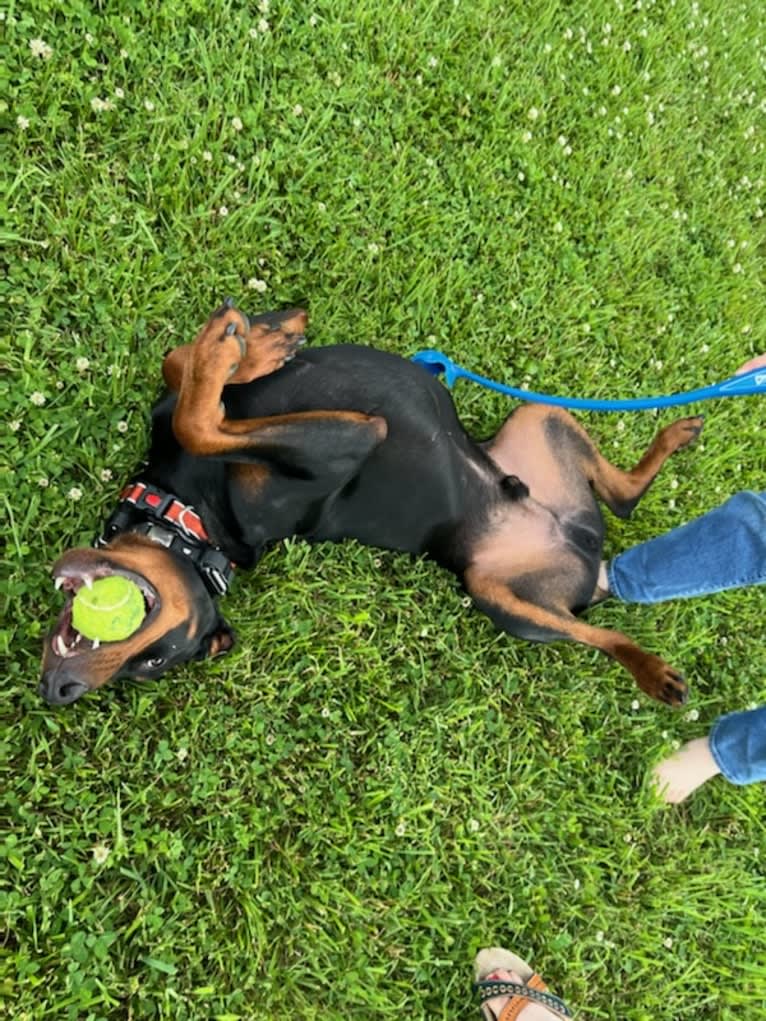 Arlo, a Doberman Pinscher tested with EmbarkVet.com