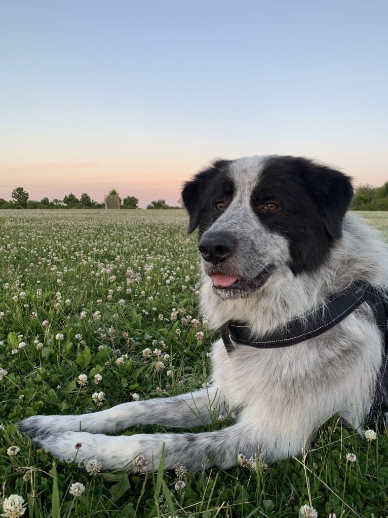 Frankie Ocean, a Great Pyrenees and Maremma Sheepdog mix tested with EmbarkVet.com