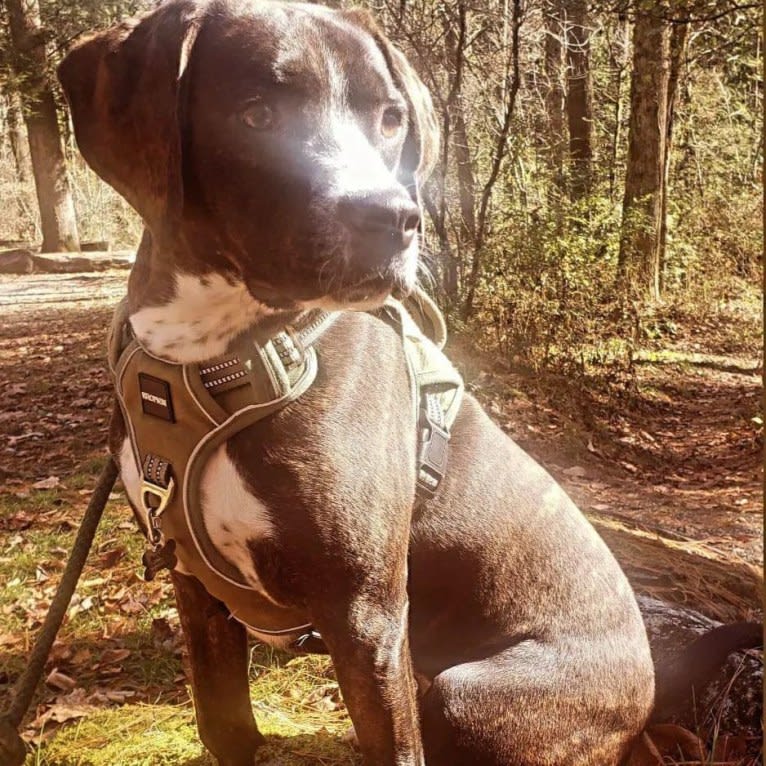 Banjo, an American Pit Bull Terrier and Plott mix tested with EmbarkVet.com