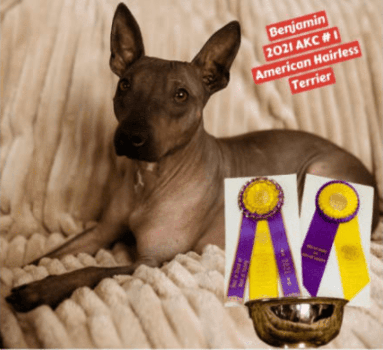 GCHS TRULY KASHIN IT N (BENJAMIN), an American Hairless Terrier tested with EmbarkVet.com