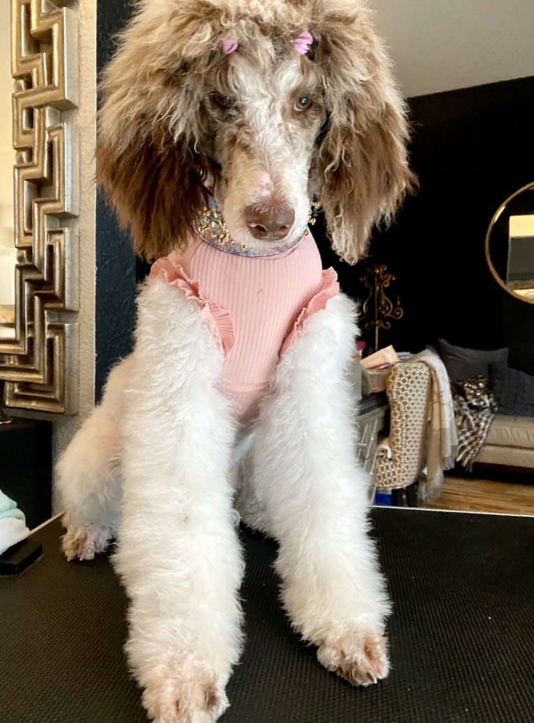 CoCo, a Poodle (Standard) tested with EmbarkVet.com