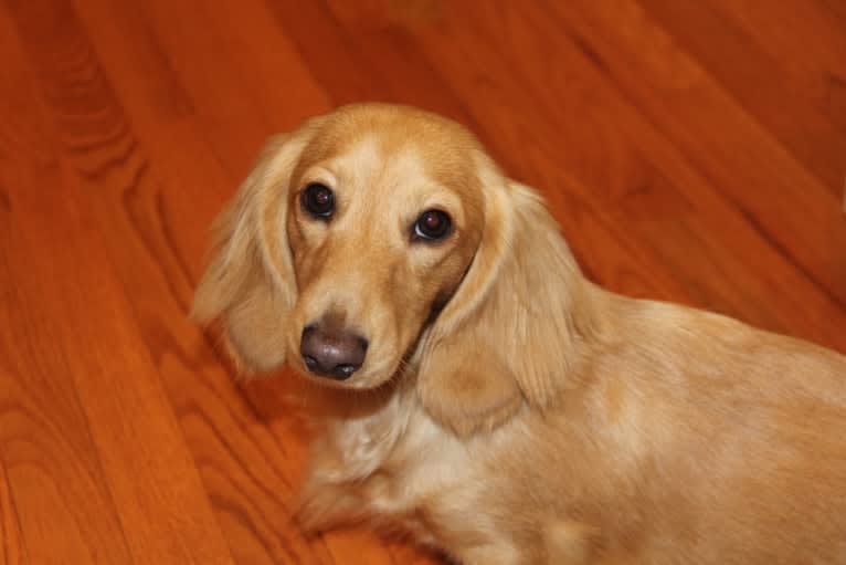 Oliver (Ollie) von Frederick, a Dachshund tested with EmbarkVet.com