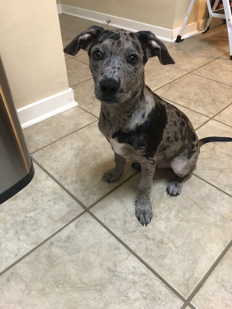 Rowdy Biscuit Nason, a Dachshund and American Pit Bull Terrier mix tested with EmbarkVet.com