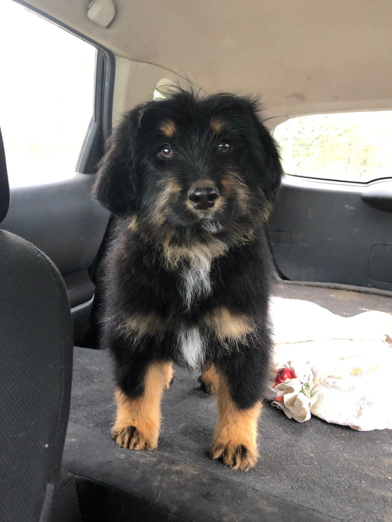 Bella, a Bouvier des Flandres and Bernese Mountain Dog mix tested with EmbarkVet.com