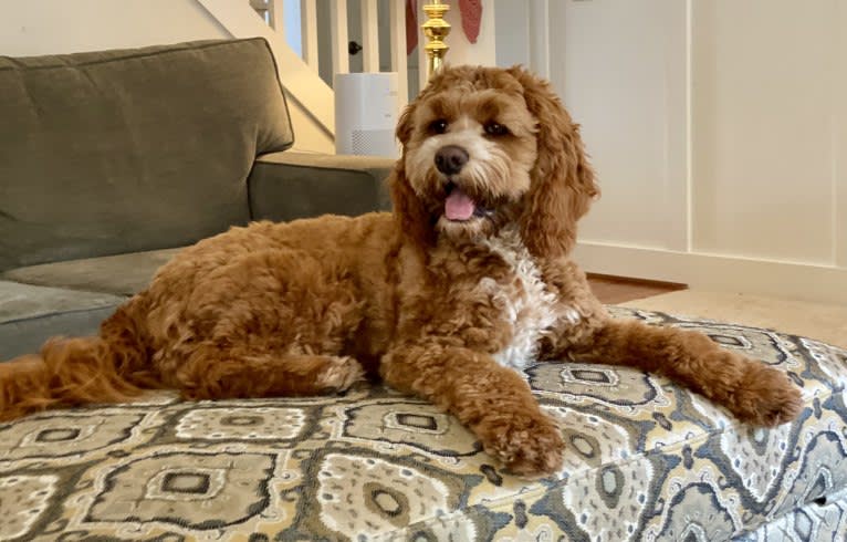 Maple, a Cockapoo tested with EmbarkVet.com
