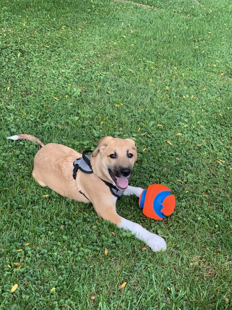 Remy, a Great Pyrenees and American Pit Bull Terrier mix tested with EmbarkVet.com