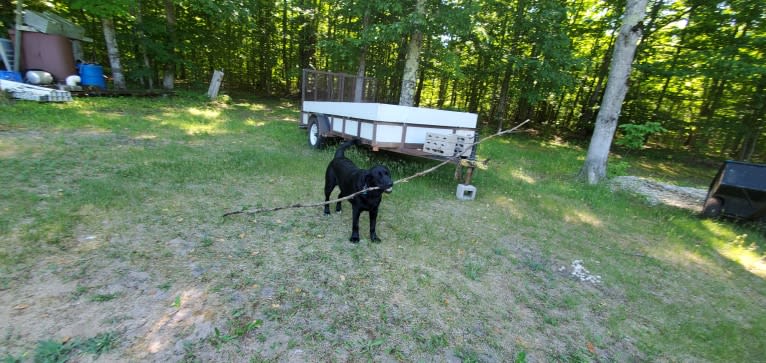 Chowder, a Siberian Husky and Labrador Retriever mix tested with EmbarkVet.com