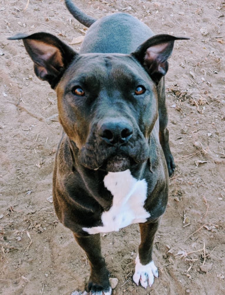 Andromeda, an American Pit Bull Terrier and Boxer mix tested with EmbarkVet.com