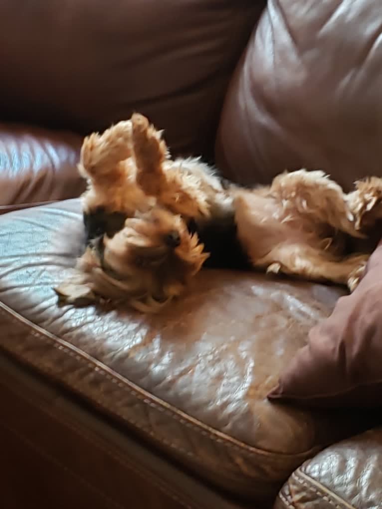 Leia, a Yorkshire Terrier tested with EmbarkVet.com