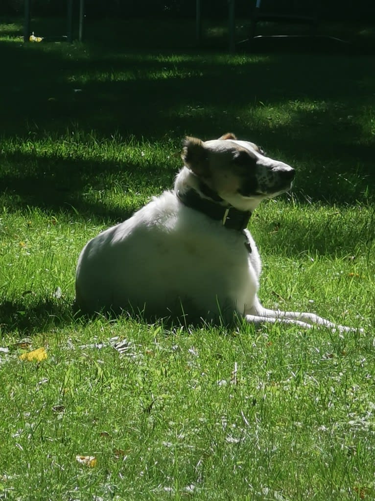 Hazel, a West Asian Village Dog and Border Collie mix tested with EmbarkVet.com