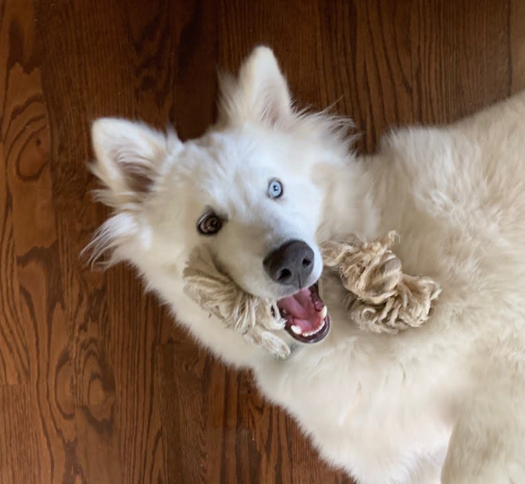 Ban, a Siberian Husky and German Shepherd Dog mix tested with EmbarkVet.com