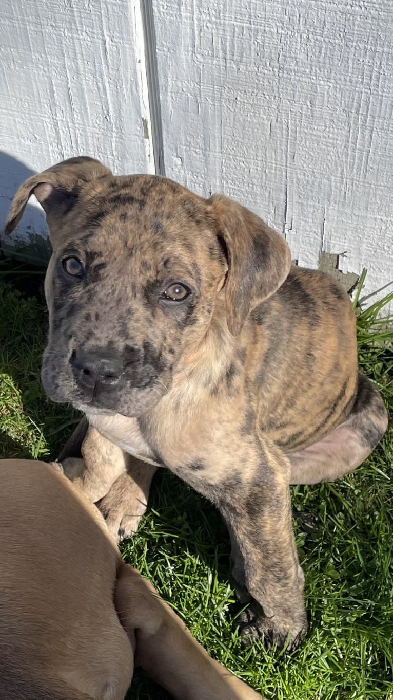 Medusa, a Perro de Presa Canario and American Pit Bull Terrier mix tested with EmbarkVet.com