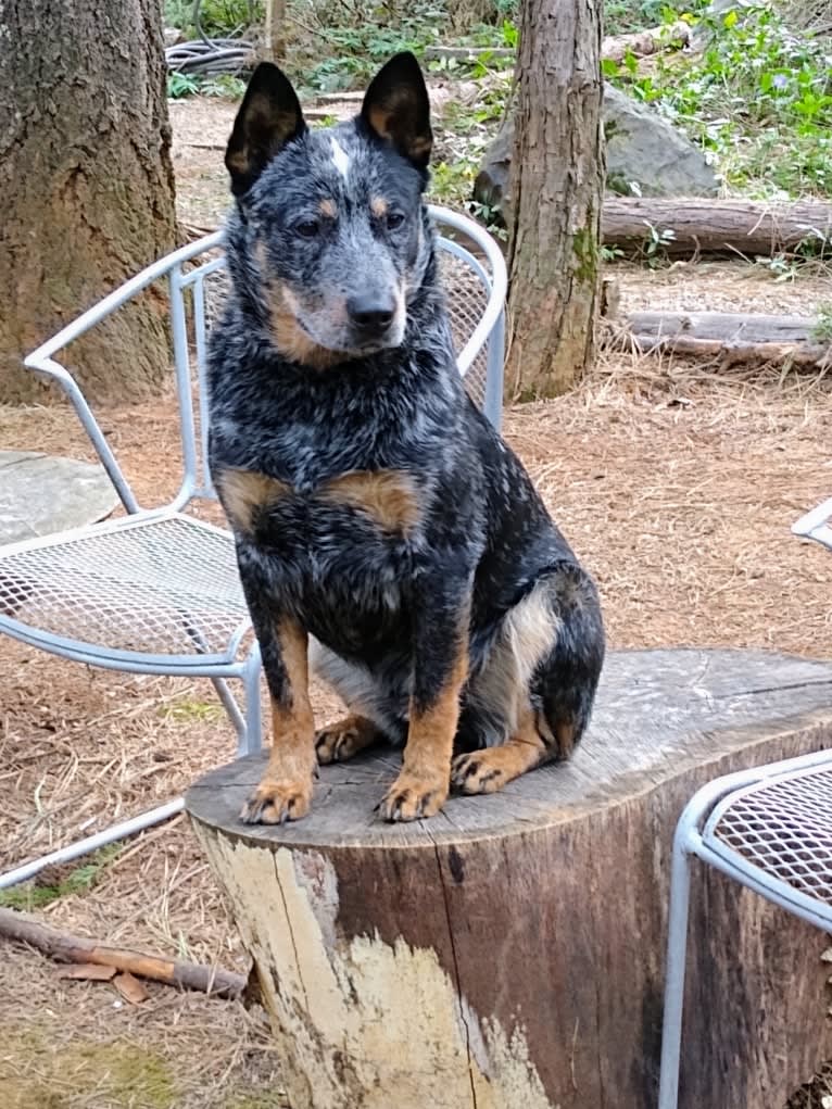 Buck (Little Monster, Little Bear), an Australian Cattle Dog tested with EmbarkVet.com