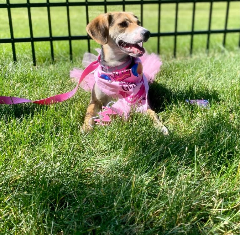 Star, a Beagle and Chihuahua mix tested with EmbarkVet.com