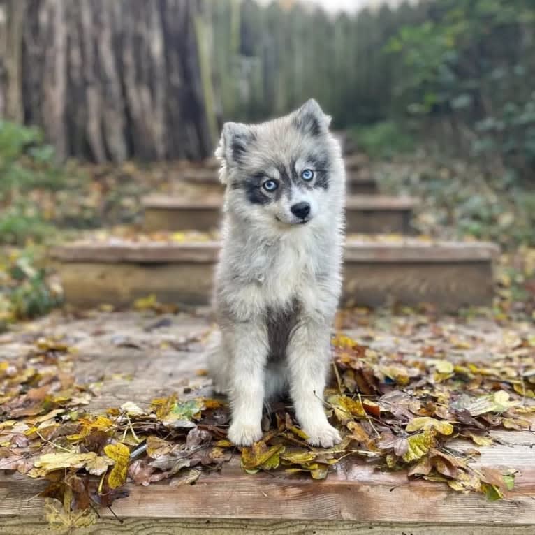 AKELA, a Pomsky tested with EmbarkVet.com