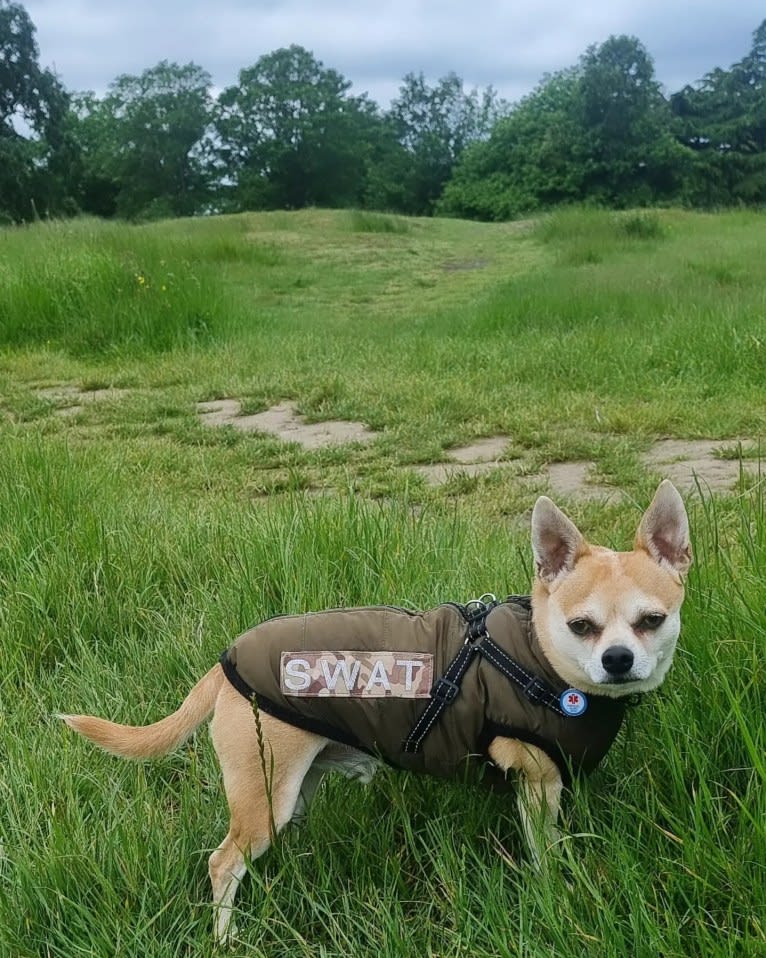 JOE, a Chihuahua and Yorkshire Terrier mix tested with EmbarkVet.com