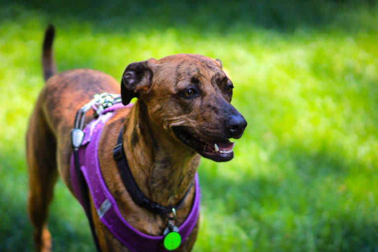 Lyza, a Catahoula Leopard Dog and American Pit Bull Terrier mix tested with EmbarkVet.com