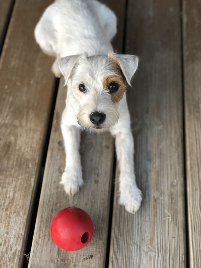 Zazu, a Russell-type Terrier tested with EmbarkVet.com