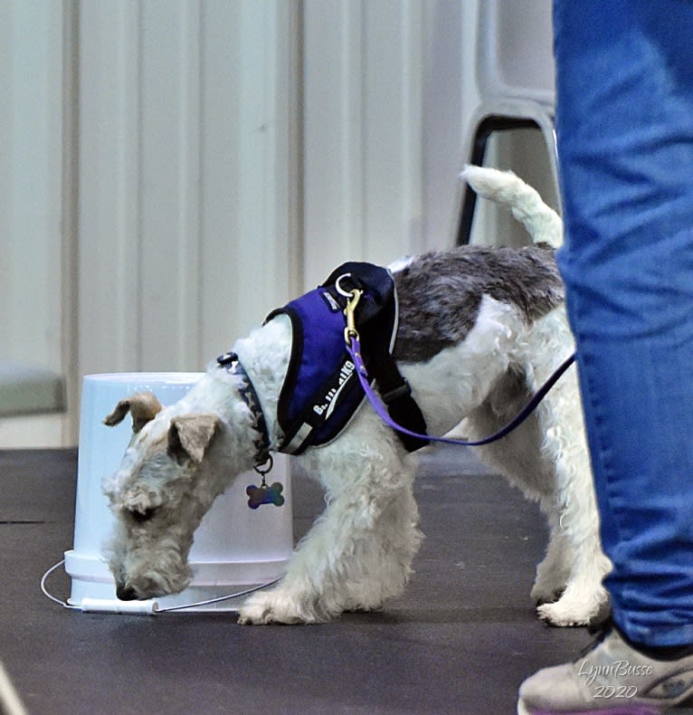 Django, a Wire Fox Terrier tested with EmbarkVet.com