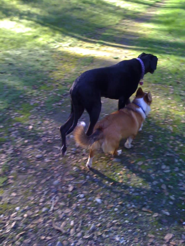 Wizard, a Pembroke Welsh Corgi and Border Collie mix tested with EmbarkVet.com