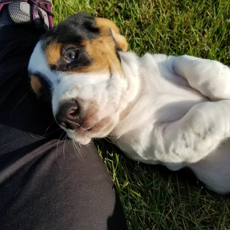 Luna, a Basset Hound tested with EmbarkVet.com