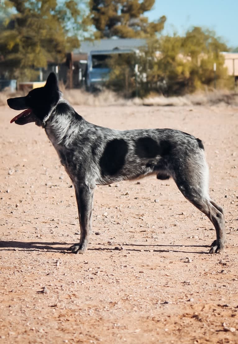 Bruce, an Australian Cattle Dog tested with EmbarkVet.com