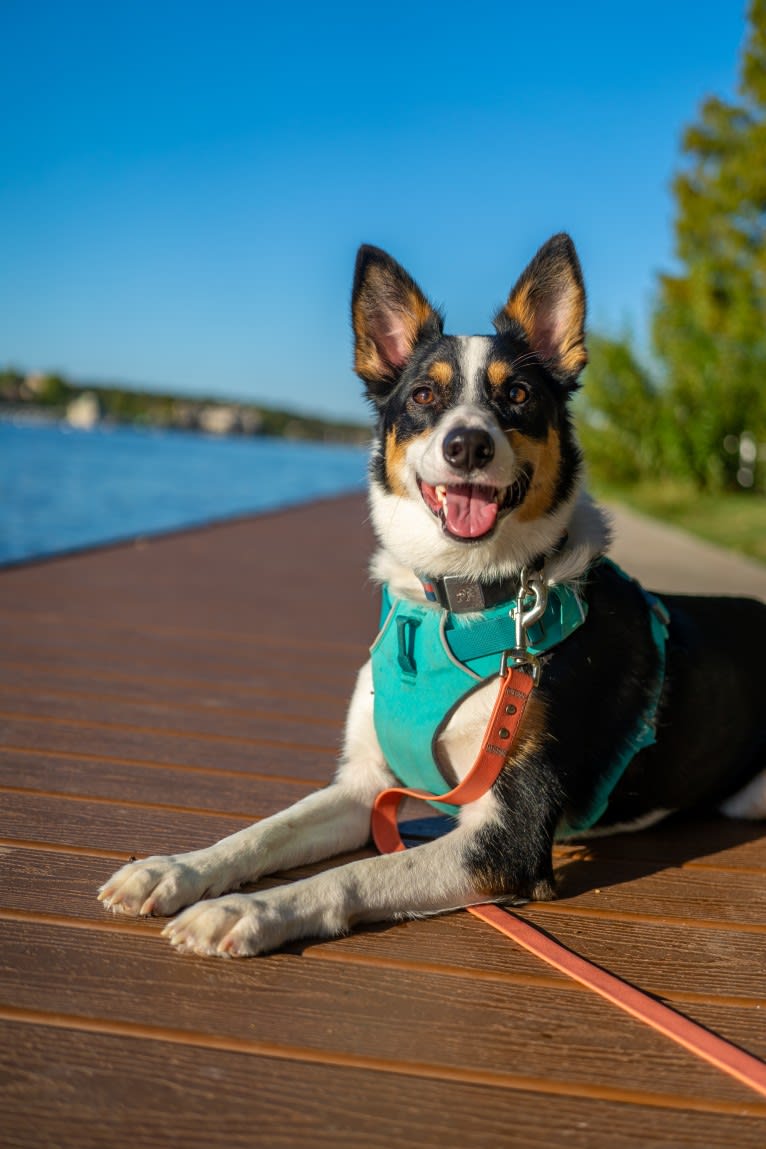 Summer, an Australian Shepherd and Border Collie mix tested with EmbarkVet.com