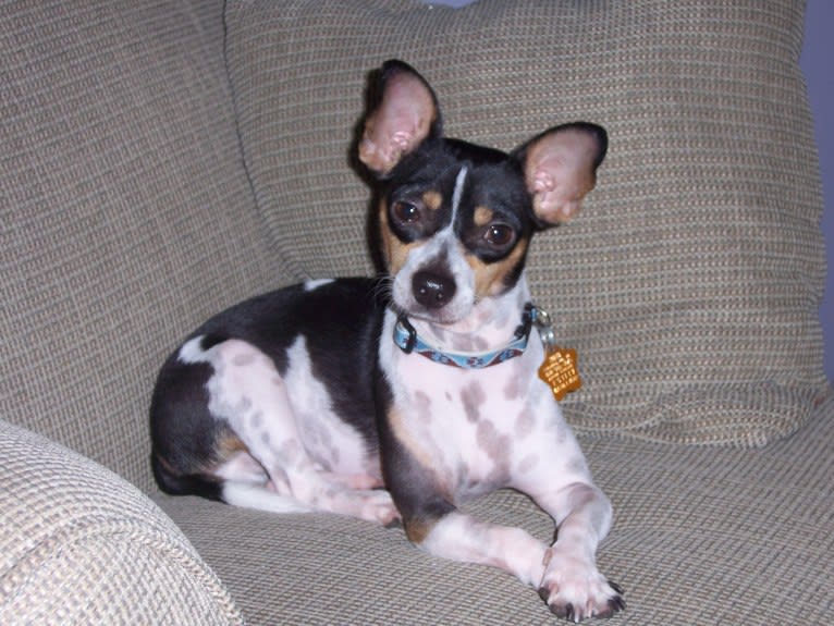 Wiley Bug, a Chihuahua tested with EmbarkVet.com