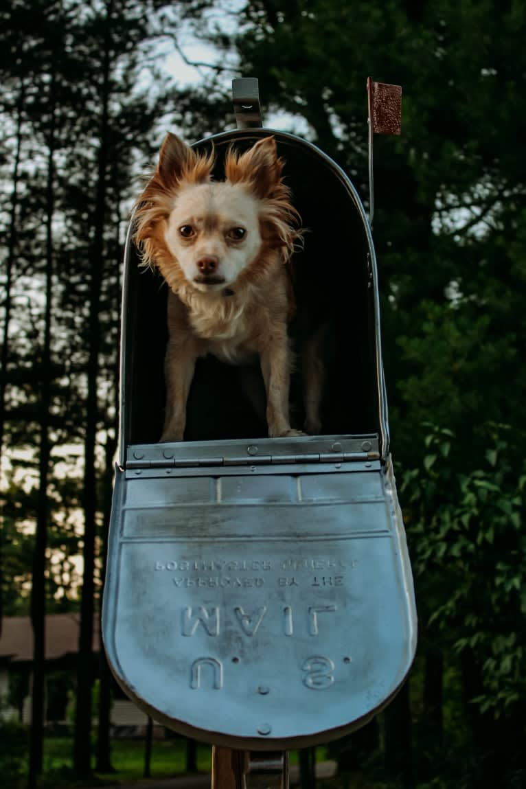 Max, a Pomchi tested with EmbarkVet.com