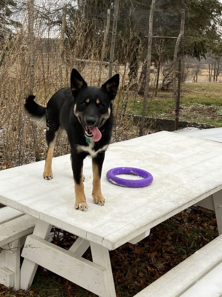 Otso, a Lapponian Herder tested with EmbarkVet.com